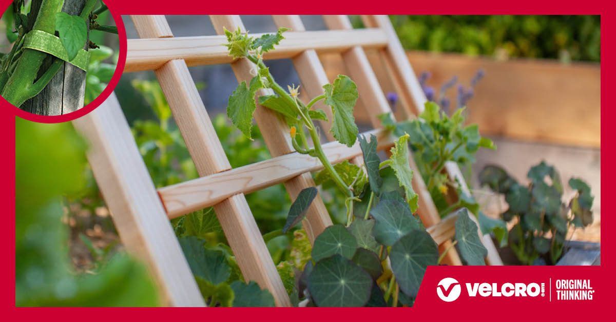 Vertical vegetable garden growing up wooden trellis.