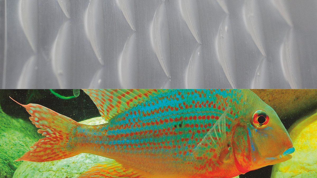 Velcro Companies Biomimicry