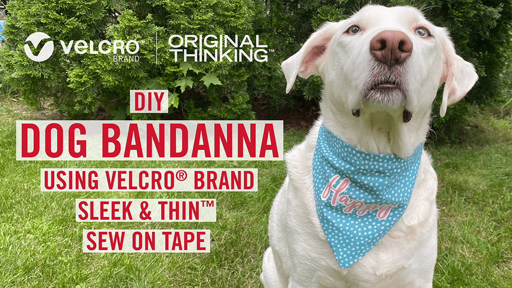dog-bandana-COVER