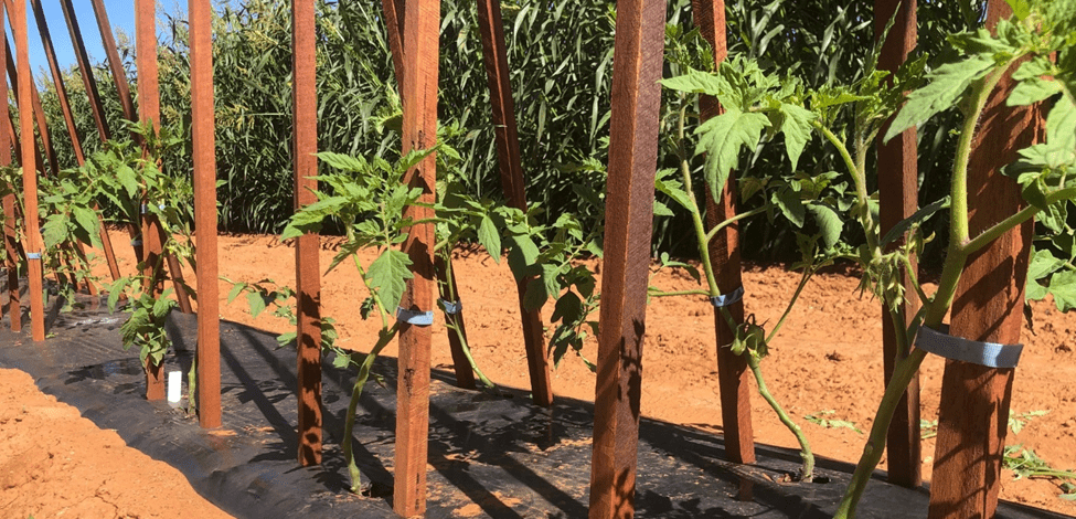 Commercial plant training with soft plant tie tape