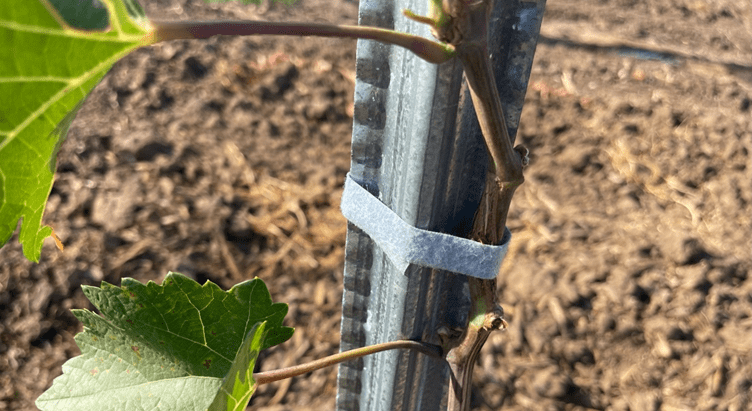 Close up of VELCRO® Brand UV Plant Tie during Growing Season