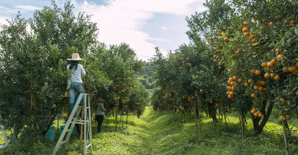 Fruit harvesters working in a citrus orchard