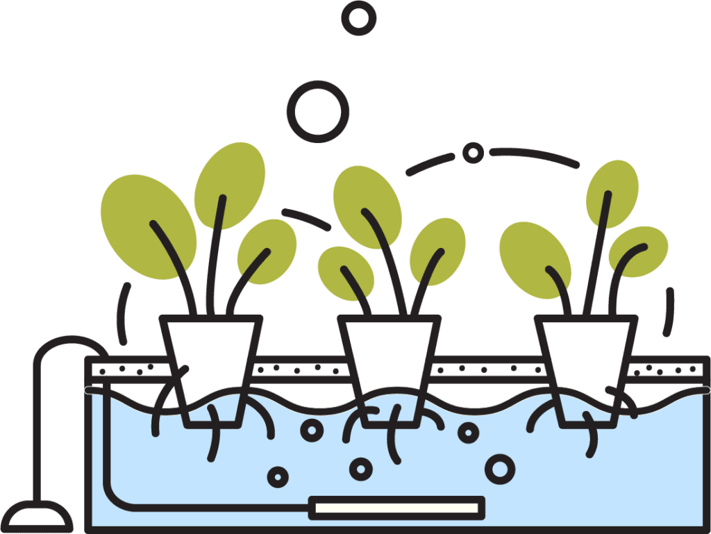 How to Grow Hydroponics for Beginners -DWC deep water culture